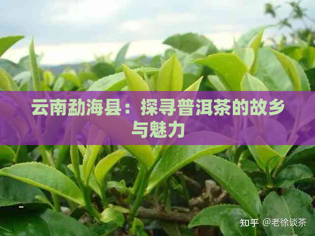 云南勐海县：探寻普洱茶的故乡与魅力