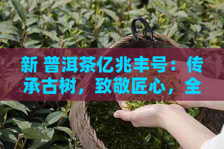 新 普洱茶亿兆丰号：传承古树，致敬匠心，全球茶叶品鉴者的珍选