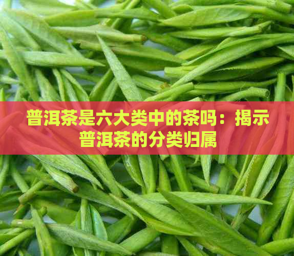 普洱茶是六大类中的茶吗：揭示普洱茶的分类归属