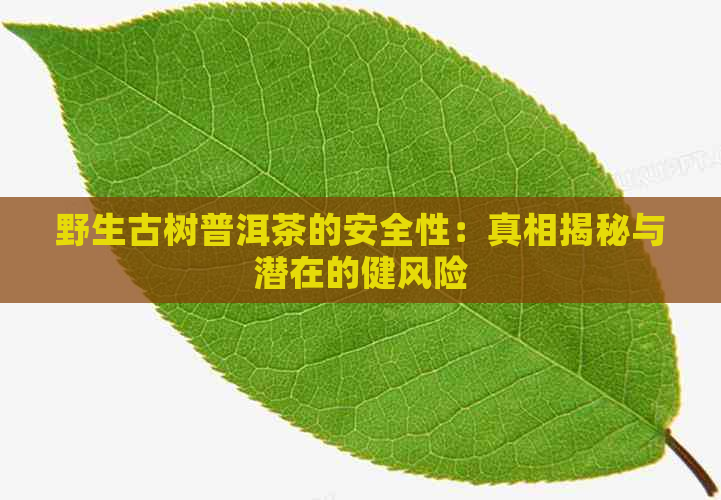 野生古树普洱茶的安全性：真相揭秘与潜在的健风险