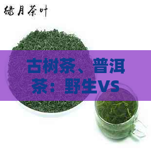 古树茶、普洱茶：野生VS普洱，两种茶叶的独特区别解析