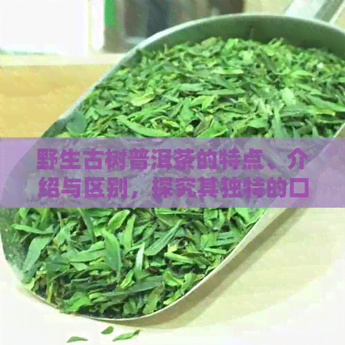 野生古树普洱茶的特点、介绍与区别，探究其独特的口感风味