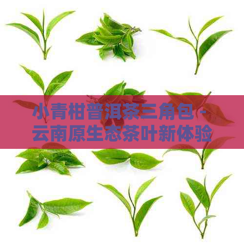 小青柑普洱茶三角包 - 云南原生态茶叶新体验，清香醇的口感令人醉！