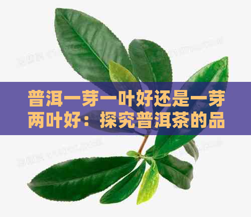 普洱一芽一叶好还是一芽两叶好：探究普洱茶的品质与口感差异