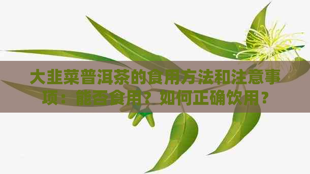 大韭菜普洱茶的食用方法和注意事项：能否食用？如何正确饮用？