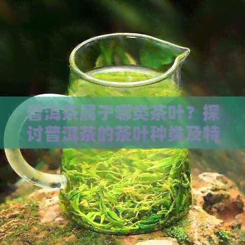 普洱茶属于哪类茶叶？探讨普洱茶的茶叶种类及特点