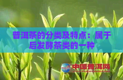 普洱茶的分类及特点：属于后发酵茶类的一种