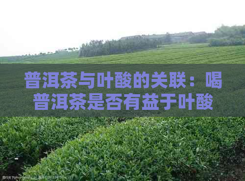 普洱茶与叶酸的关联：喝普洱茶是否有益于叶酸摄入？