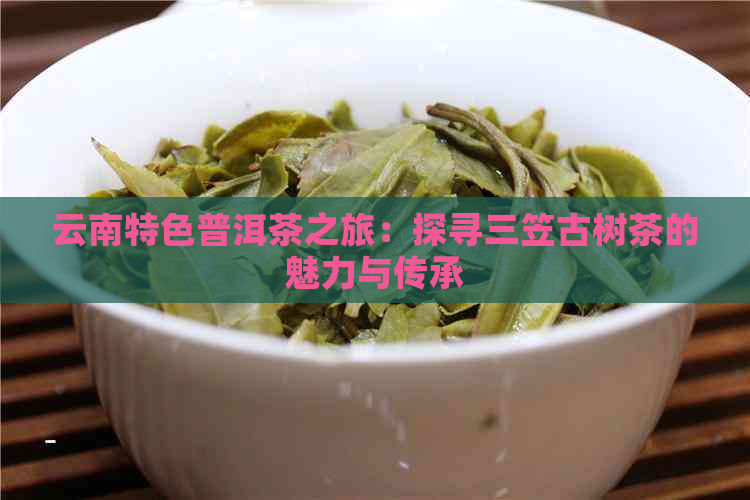 云南特色普洱茶之旅：探寻三笠古树茶的魅力与传承