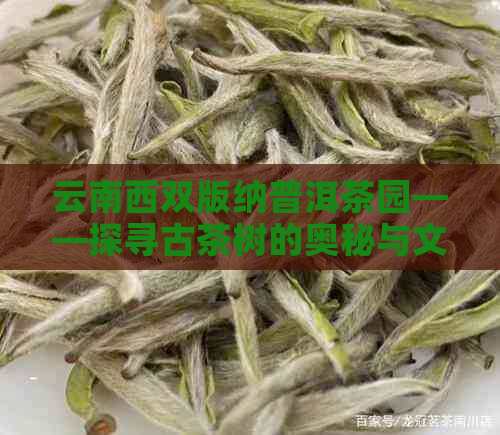 云南西双版纳普洱茶园——探寻古茶树的奥秘与文化传承