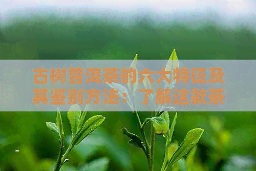 古树普洱茶的六大特征及其鉴别方法：了解这款茶叶的品质与口感