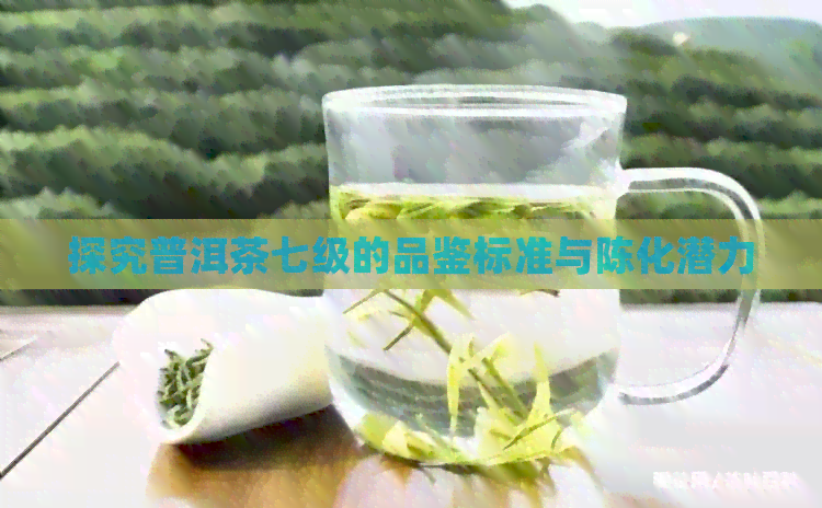 探究普洱茶七级的品鉴标准与陈化潜力