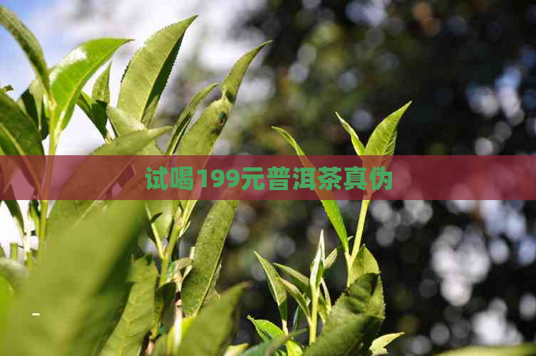 试喝199元普洱茶真伪