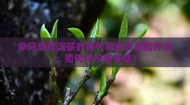 象牙塘普洱茶的香气特点及品尝方法：如何评价其香味？