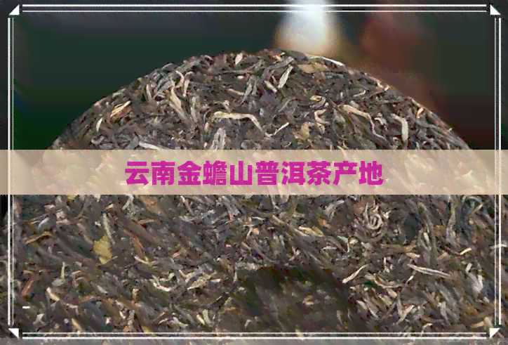 云南金蟾山普洱茶产地