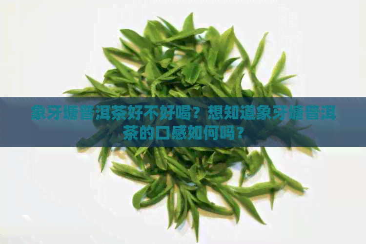 象牙塘普洱茶好不好喝？想知道象牙塘普洱茶的口感如何吗？