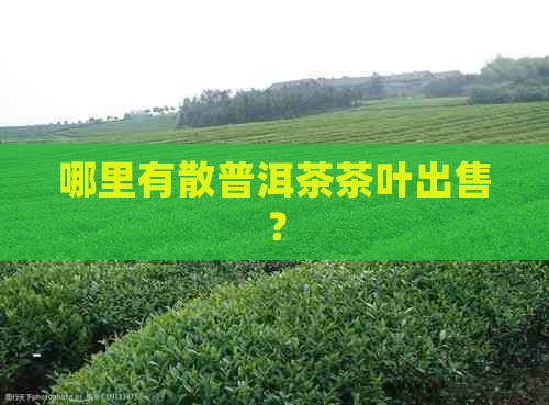 哪里有散普洱茶茶叶出售？