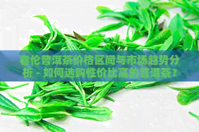 春伦普洱茶价格区间与市场趋势分析 - 如何选购性价比高的普洱茶？