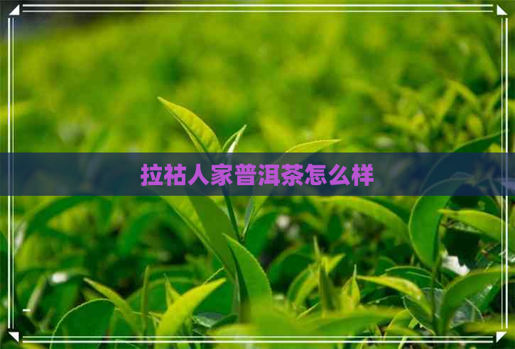 拉祜人家普洱茶怎么样