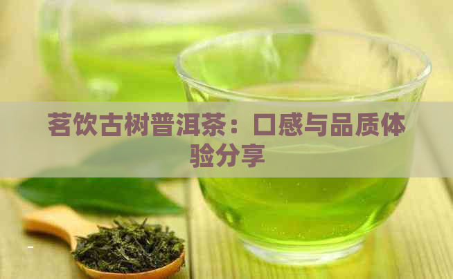 茗饮古树普洱茶：口感与品质体验分享