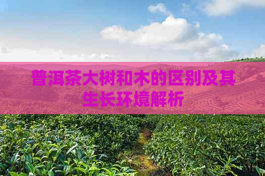 普洱茶大树和木的区别及其生长环境解析