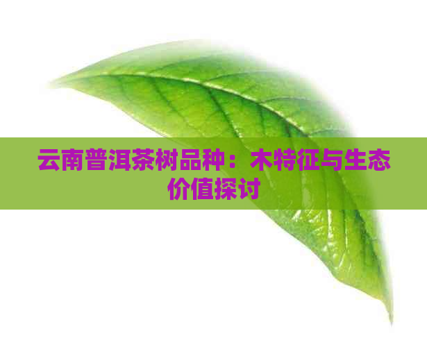 云南普洱茶树品种：木特征与生态价值探讨