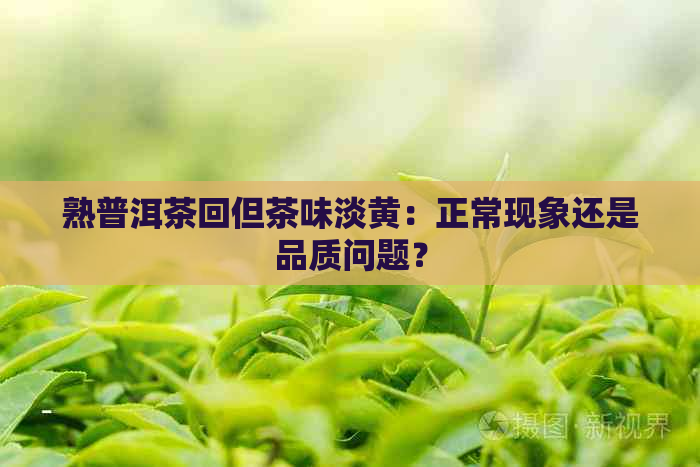 熟普洱茶回但茶味淡黄：正常现象还是品质问题？