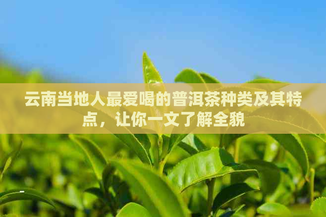 云南当地人更爱喝的普洱茶种类及其特点，让你一文了解全貌