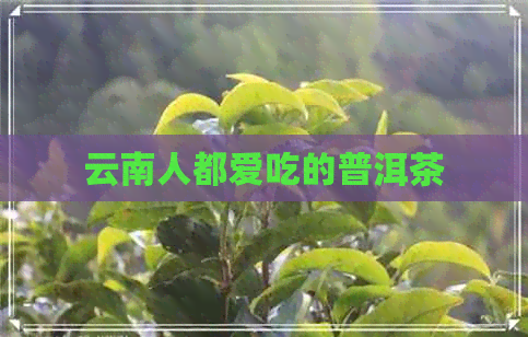 云南人都爱吃的普洱茶