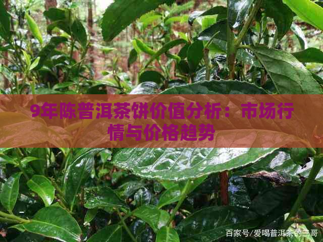 9年陈普洱茶饼价值分析：市场行情与价格趋势