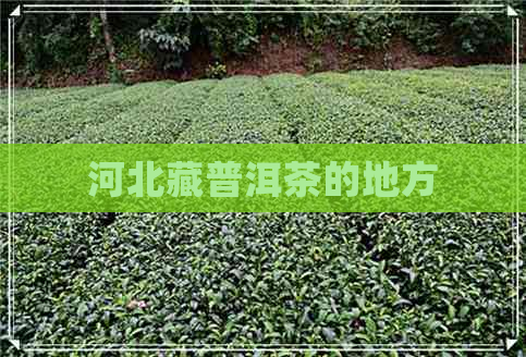 河北藏普洱茶的地方