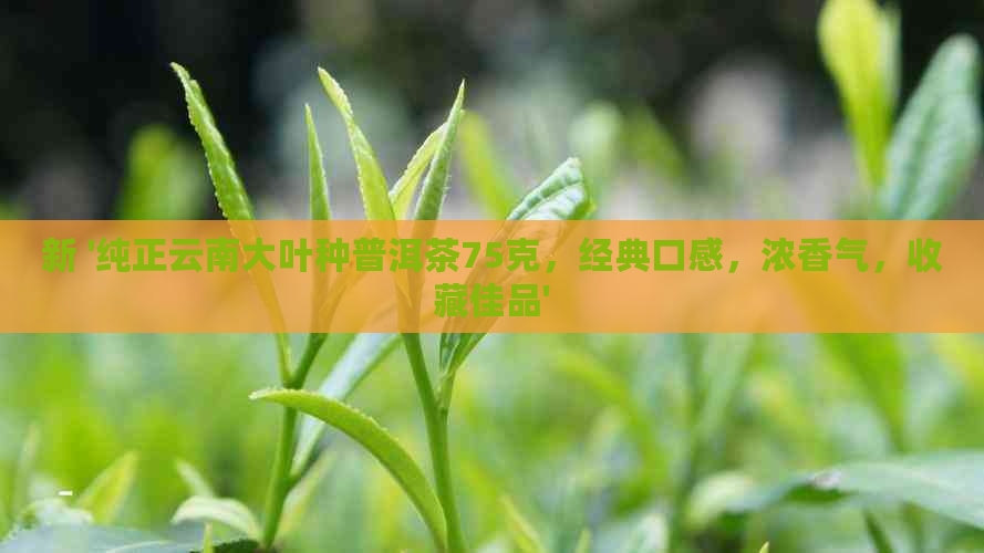 新 '纯正云南大叶种普洱茶75克，经典口感，浓香气，收藏佳品'