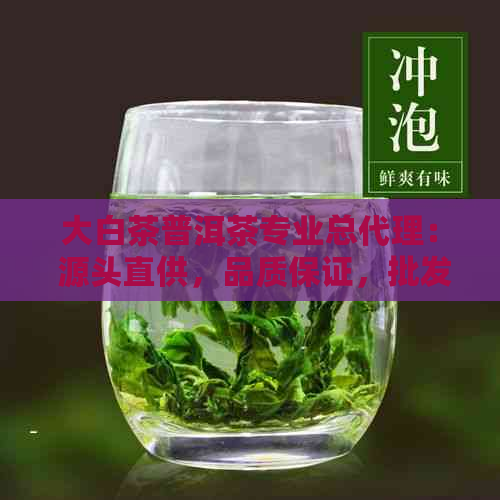 大白茶普洱茶专业总代理： 源头直供，品质保证，批发价格，定制礼盒