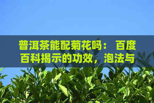 普洱茶能配菊花吗： 百度百科揭示的功效，泡法与注意事项