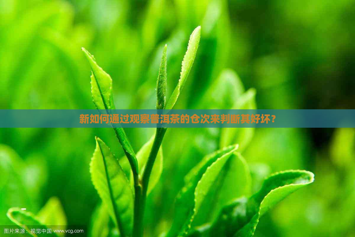 新如何通过观察普洱茶的仓次来判断其好坏？