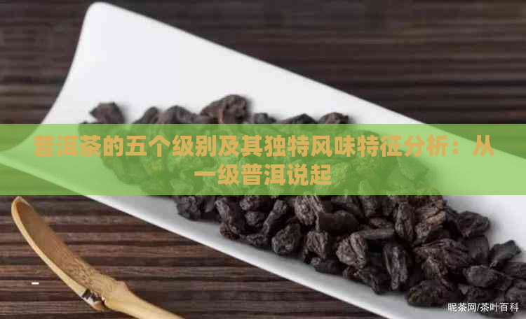 普洱茶的五个级别及其独特风味特征分析：从一级普洱说起