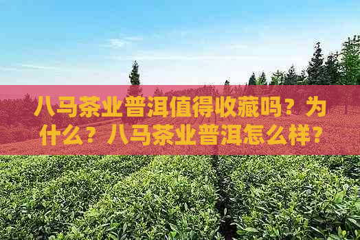 八马茶业普洱值得收藏吗？为什么？八马茶业普洱怎么样？