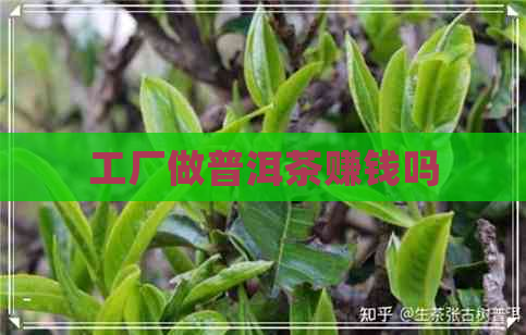 工厂做普洱茶赚钱吗