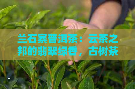 兰石寨普洱茶：云茶之邦的翡翠绿香，古树茶与文化传承之美