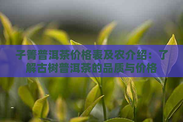 子箐普洱茶价格表及农介绍：了解古树普洱茶的品质与价格