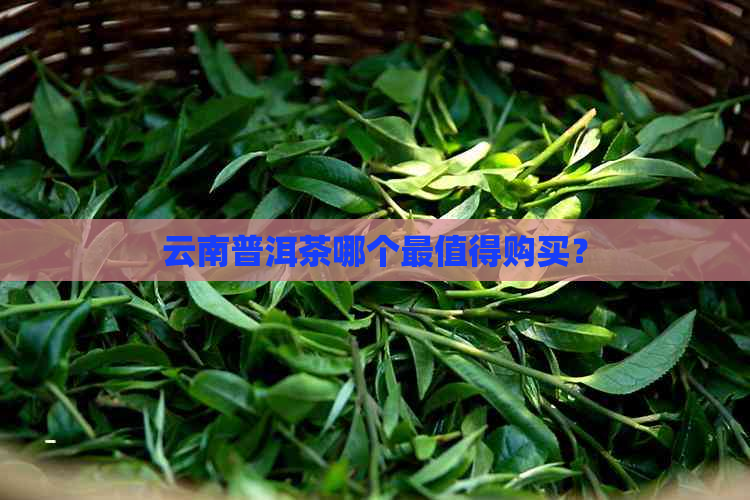 云南普洱茶哪个最值得购买？