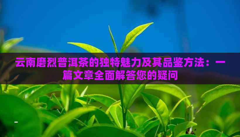 云南磨烈普洱茶的独特魅力及其品鉴方法：一篇文章全面解答您的疑问