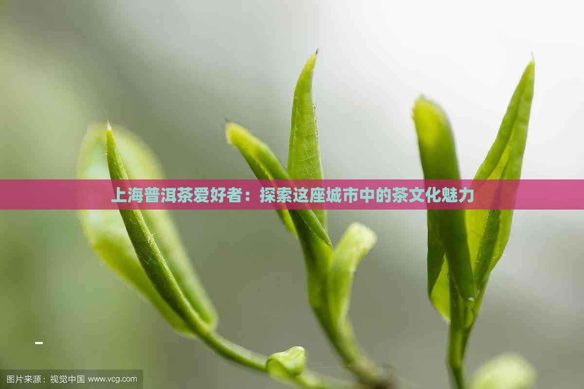 上海普洱茶爱好者：探索这座城市中的茶文化魅力