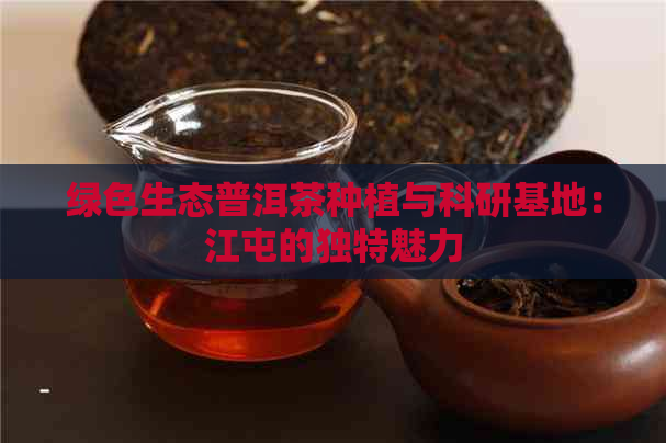 绿色生态普洱茶种植与科研基地：江屯的独特魅力