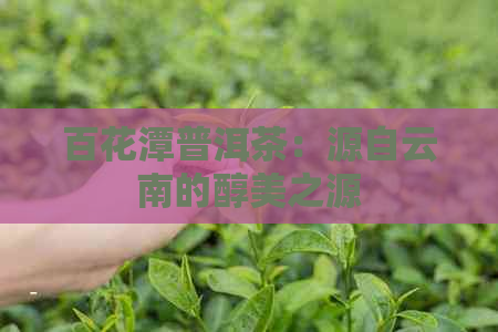 百花潭普洱茶：源自云南的醇美之源