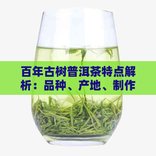 百年古树普洱茶特点解析：品种、产地、制作工艺、口感与功效全方位解读