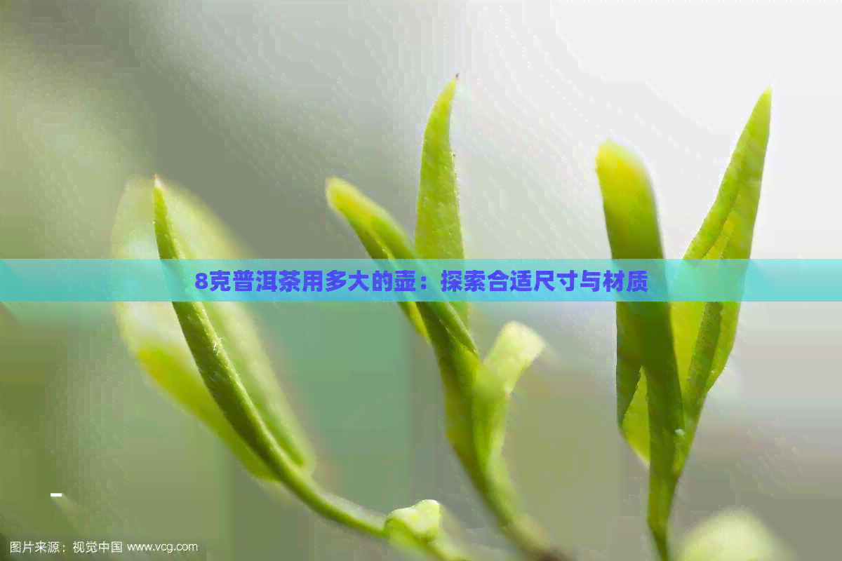 8克普洱茶用多大的壶：探索合适尺寸与材质