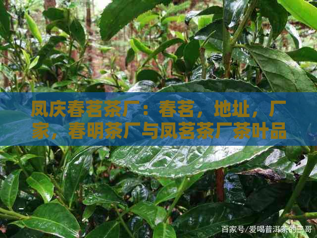 凤庆春茗茶厂：春茗，地址，厂家，春明茶厂与凤茗茶厂茶叶品质如何？