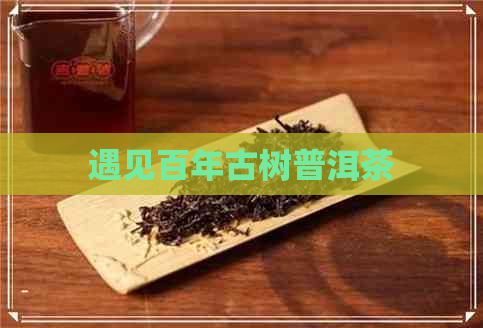 遇见百年古树普洱茶