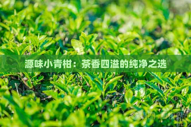 源味小青柑：茶香四溢的纯净之选